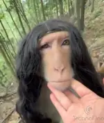 monkey wig.webp