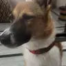Pankhuri